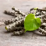 Giloy (guduchi ) Jadibuti &  Herbs - गिलोय - Tinospora Creeper - Tinospora cordifolia